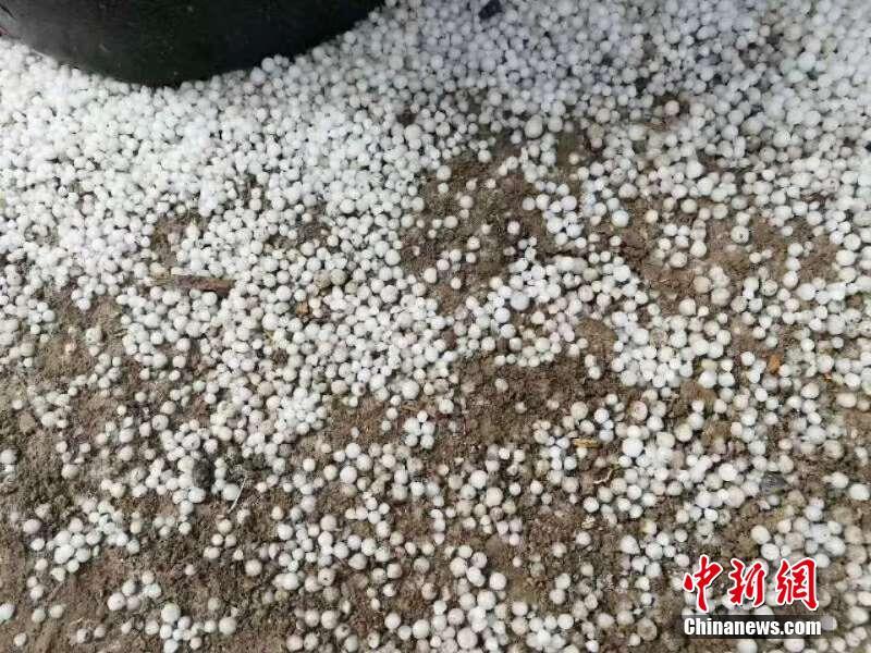 贪婪的魔鬼怎么让猫抓老鼠