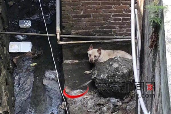  骑士精神2先锋突袭兵使用需要注意什么
